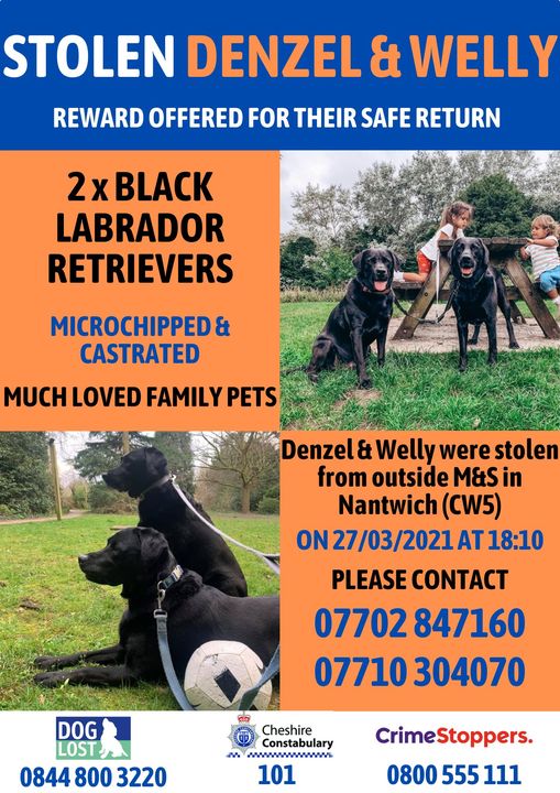 appeal and reward for return of black Labrador dogs stolen