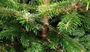 St Luke’s Hospice extends Christmas tree scheme to Nantwich