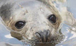 Rescued seal pups at Stapeley Grange Wildlife Centre