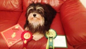 Nantwich mum celebrates Crufts triumph with Havanese dog