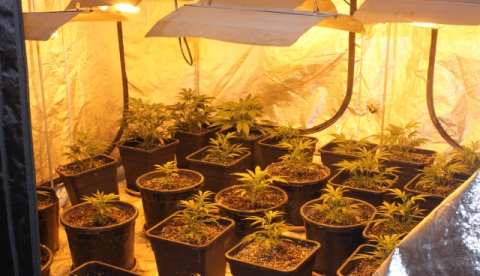 cannabis, police operation