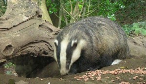 Policing Cheshire’s badger cull costs more than £1.3 million, figures show