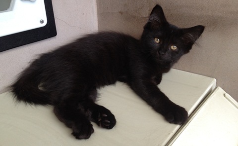 Abandoned kittens taken in by Stapeley Grange cattery in Nantwich