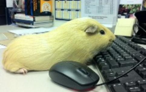 Guinea pig Cornflake at Richmond Village Nantwich