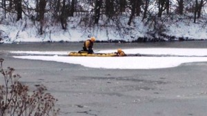 Fire crews and RSPCA called to Nantwich Lake swan incident