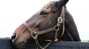 Secret Nantwich abattoir film of slaughtered horses sparks anger