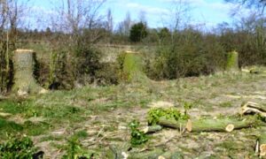 Oak trees chopped down in Stapeley