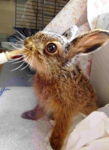 Leveret feed time at Stapeley Grange, Nantwich