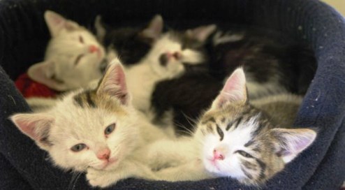 kittens at RSPCA Stapeley Grange centre in Nantwich