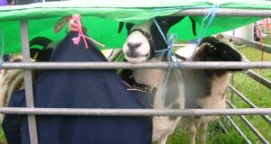 Thousands brave rain for Nantwich Show spectacular at Dorfold Park