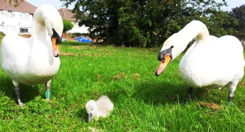 Baby Ziggy with mum and dad near Nantwich Lake