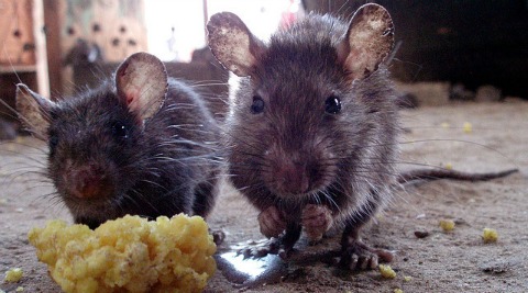 Rats , pest control service (pic by Mattieu Aubry, Flickr creative commons)