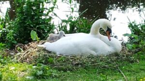 RSPCA seeks dog warning signs after Nantwich Lake cygnet killed