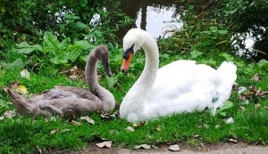 Nantwich Riverside’s cygnet “Ziggy” killed in suspected animal attack