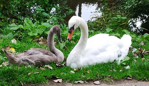 cygnet and swan on Mill Island, Nantwich (pic by Jan Millar)