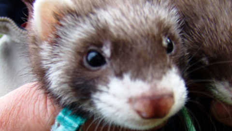 One of the stolen ferrets from Willaston, Nantwich