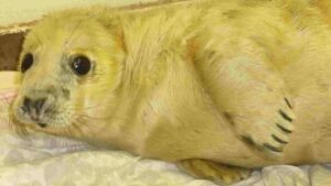 Nantwich RSPCA staff care for seal pups hit by UK floods