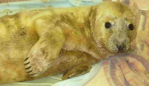 Seal pups in Nantwich - main image