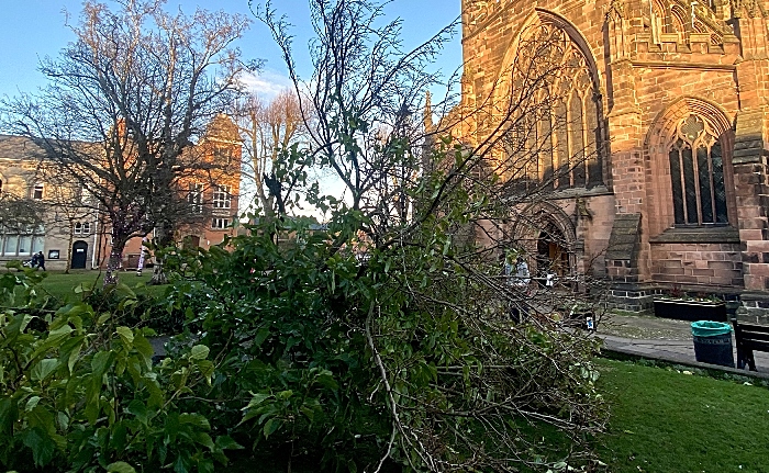 Tree of Light Nantwich - storm arwen