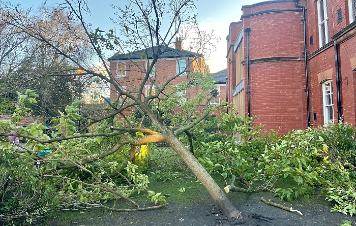 Tree of Light felled by Storm Arwen