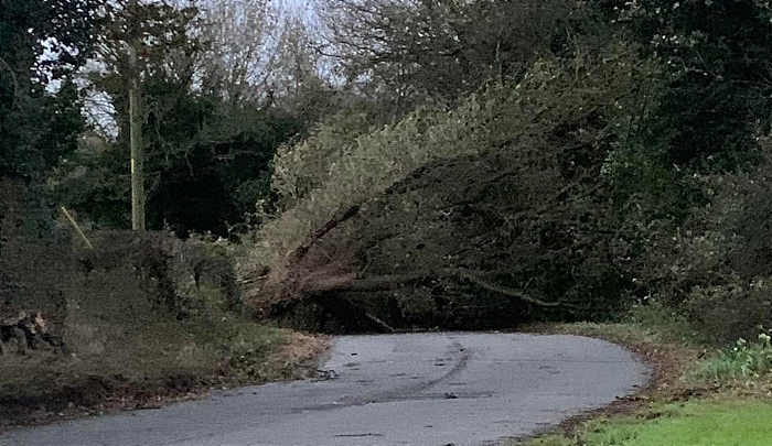 tree down on Marsh Lane nantwich