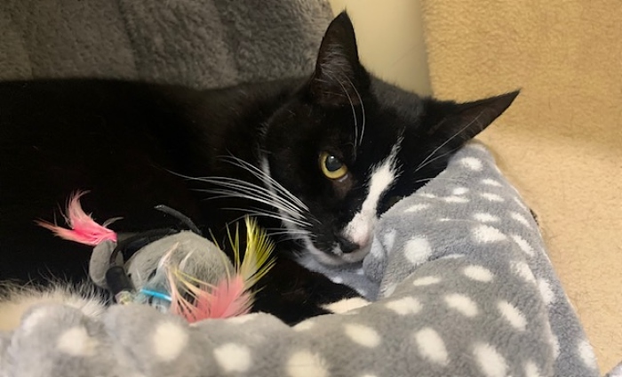 rupert - cats at stapeley cattery