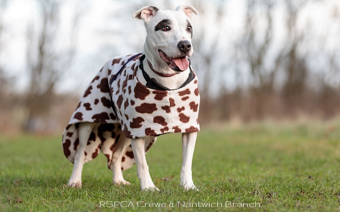 Alaska - staffie as dalmatian