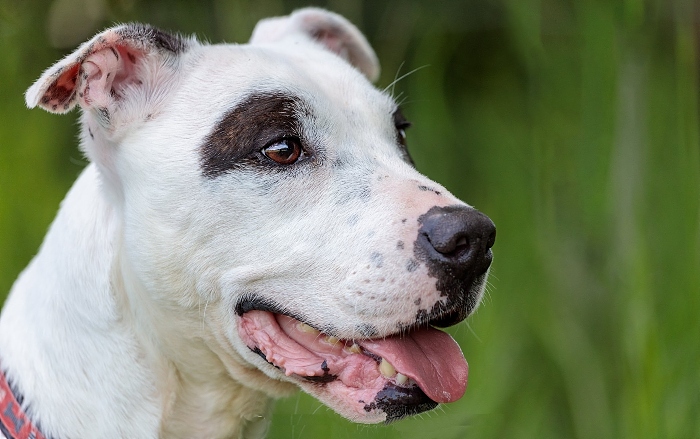 Alaska - staffie