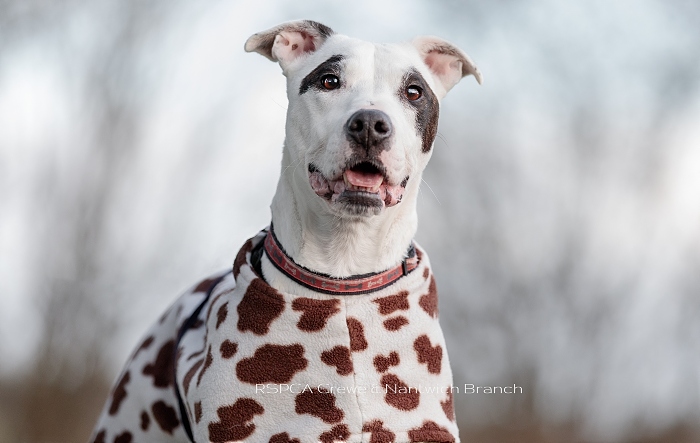 Alaska - winter coat dalmatian