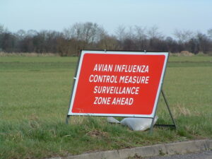 Bird flu outbreak at Calveley poultry farm near Nantwich confirmed