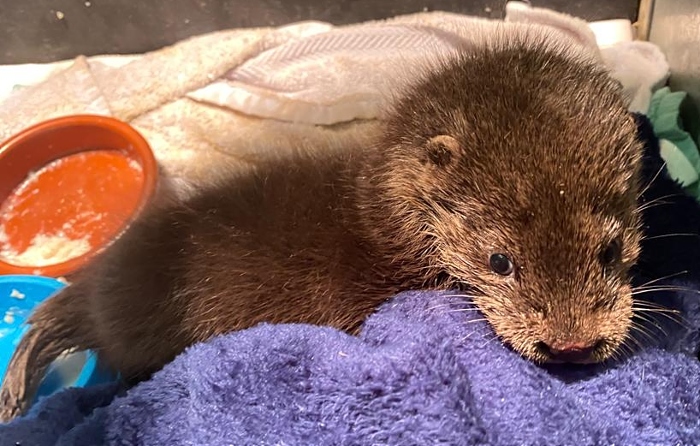 otter Eve at Stapeley Grange RSPCA