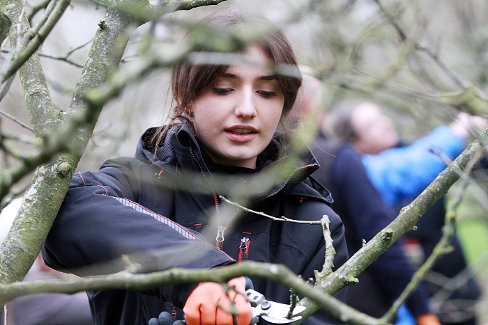 community orchard pruning