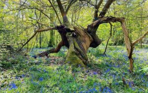 Combermere Abbey announces return of Bluebell Walks for 2022