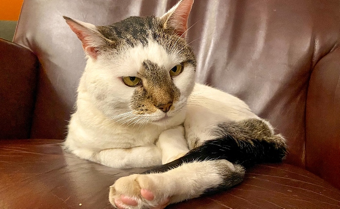 Cold War Weekend - Goulash - bunker cat enjoys a rest (1)