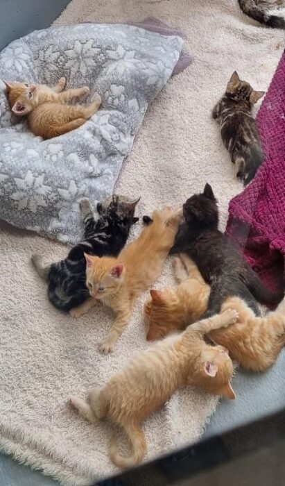 seven kittens at cattery