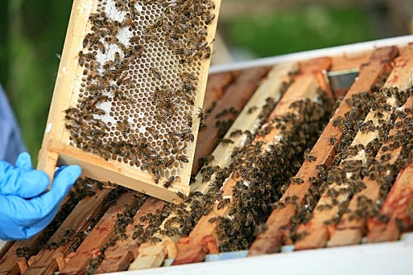 Bentley Bees and hives in Crewe