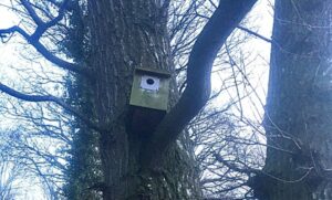 Nantwich housing scheme installs nesting boxes to enhance bird life