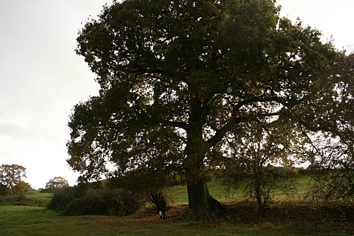 Ancient Oak in path of HS2 - Cheshire. Credit Matt Lawton