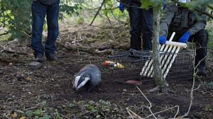 Cheshire East Council backs badger vaccination programme across borough