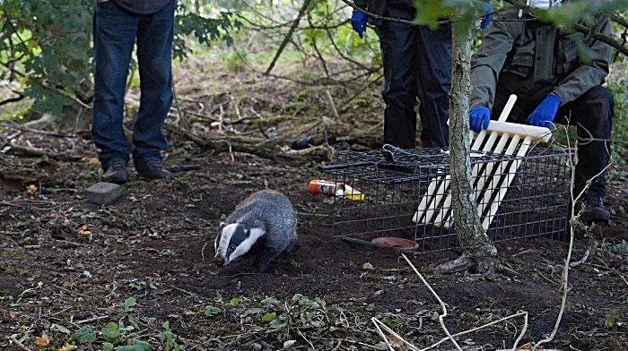 Badger released after vaccination 1 - Copy (1)