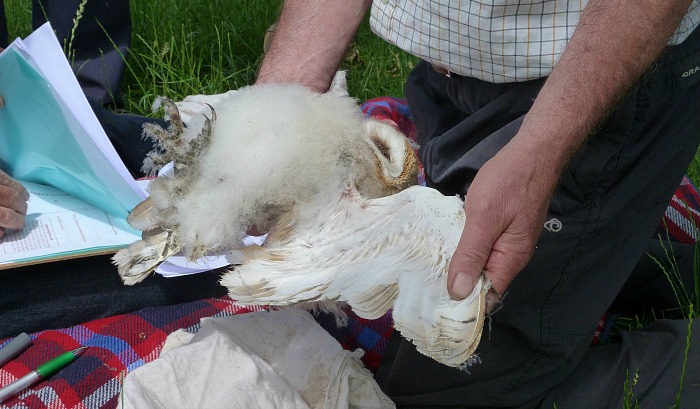 Barn owl chick having its feathers checked