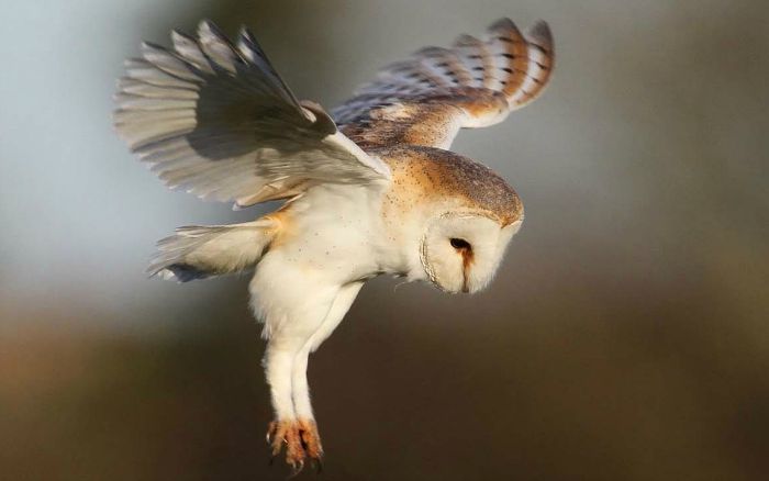 Barn_owl_(c)_Margaret_Holland