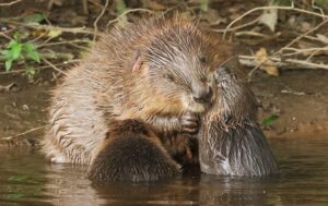 Cheshire Wildlife Trust to stage beaver talk at Bickley Hall Farm