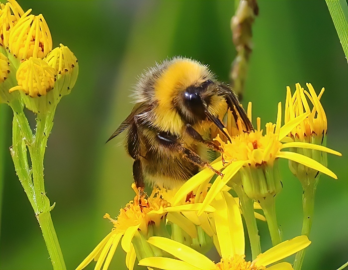 Bee - photo by Daniel Bain (1)