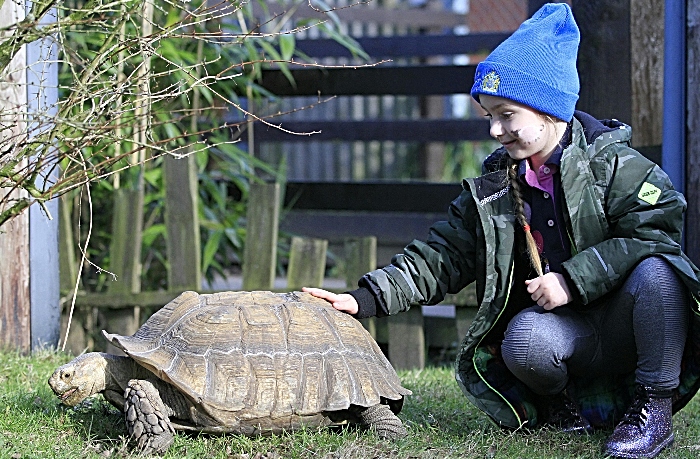 Bella-Rose Davenport, 5 yrs, Emmy African spurred tortoise (1)