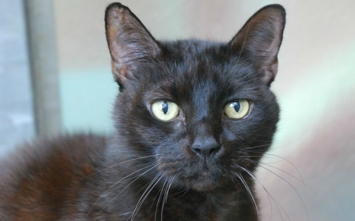 Bernard, one of cats at RSPCA cattery in nantwich