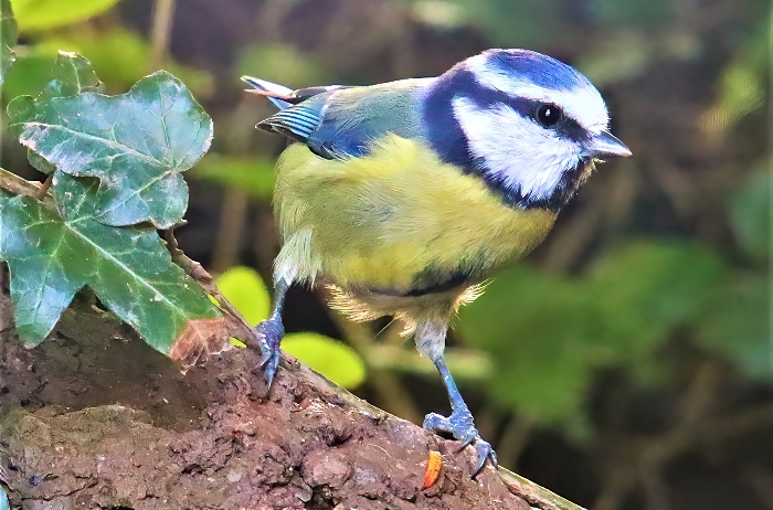 Blue tit - photo by Daniel Bain (1)