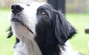 Cheshire’s famous search and rescue dog Bryn dies