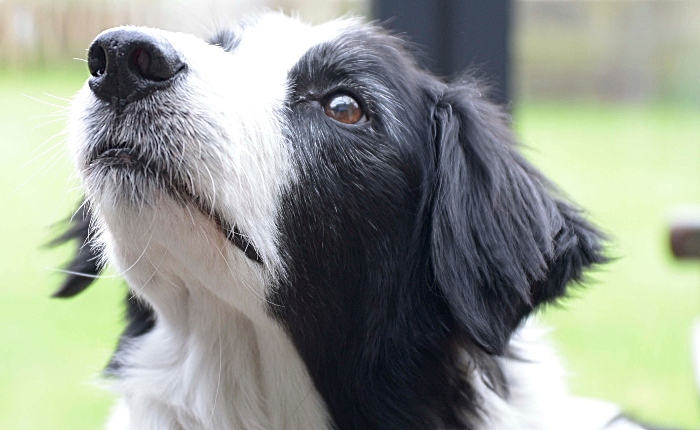 Bryn search and rescue collie