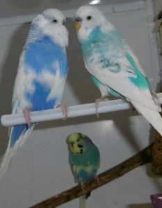 Budgies at RSPCA Stapeley Grange